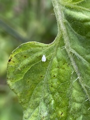 Aleyrodes proletella