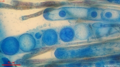 Scutellinia minor