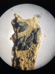 Hysterium angustatum