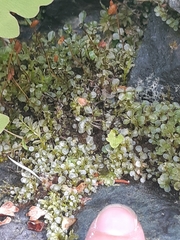 Rhizomnium punctatum image
