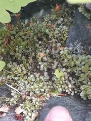Rhizomnium punctatum image