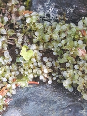 Rhizomnium punctatum image