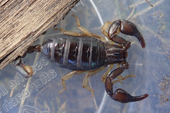 Euscorpius