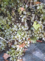Rhizomnium punctatum image