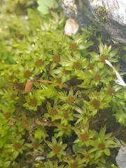 Mnium hornum image