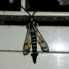 Synanthedon