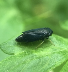 Limotettix anthracinus