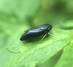 Limotettix anthracinus