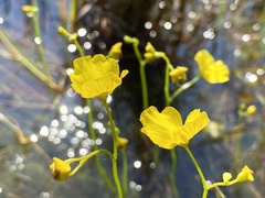 Utricularia striata