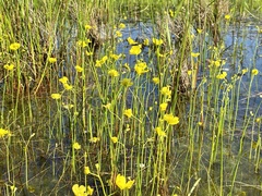 Utricularia striata