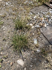 Festuca trachyphylla