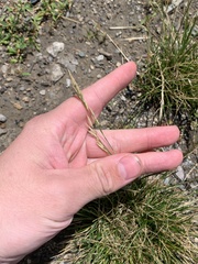 Festuca trachyphylla