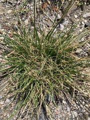 Festuca trachyphylla