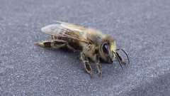 Apis mellifera