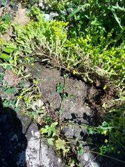 Emydoidea blandingii