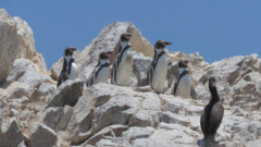 Spheniscus humboldti