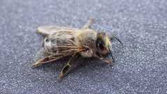 Apis mellifera