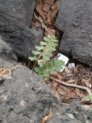 Asplenium praemorsum