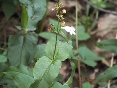Penstemon calycosus