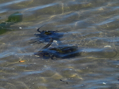 Eisenia arborea