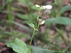 Penstemon calycosus