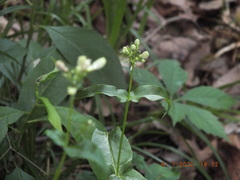 Penstemon calycosus