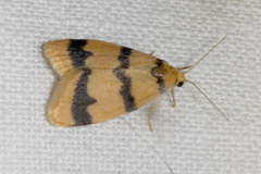 Heliosia perichares