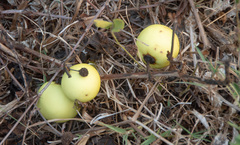 Solanum viarum