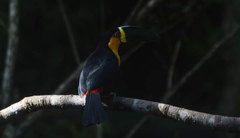 Ramphastos vitellinus