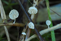 Resinomycena saccharifera