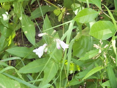 Penstemon calycosus