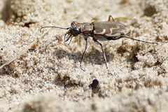 Cicindela repanda repanda