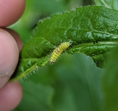 Dejongia lobidactylus