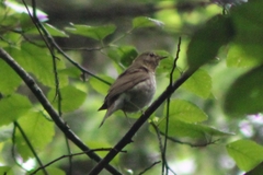 Catharus ustulatus ustulatus