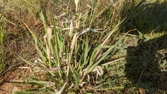 Panicum decompositum