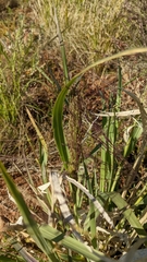 Panicum decompositum