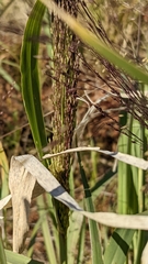 Panicum decompositum