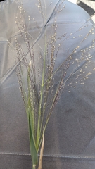 Panicum decompositum