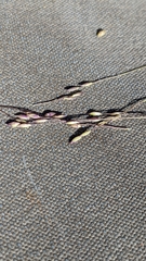 Panicum decompositum