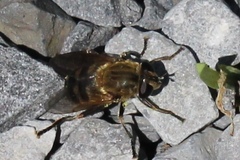 Polydontomyia curvipes