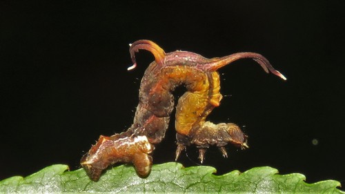 Horned Spanworm Moth