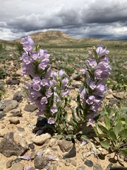 Penstemon eriantherus