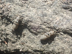 Stylogomphus albistylus