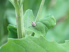 Cosmobaris scolopacea