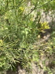 Phyllotreta cruciferae