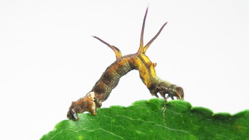 Horned Spanworm Moth