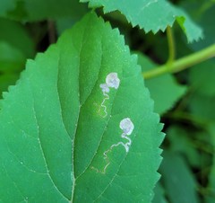 Aspilanta hydrangaeella