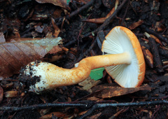 Amanita guzmanii