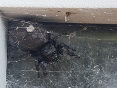 Phidippus audax