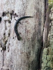 Plethodon richmondi